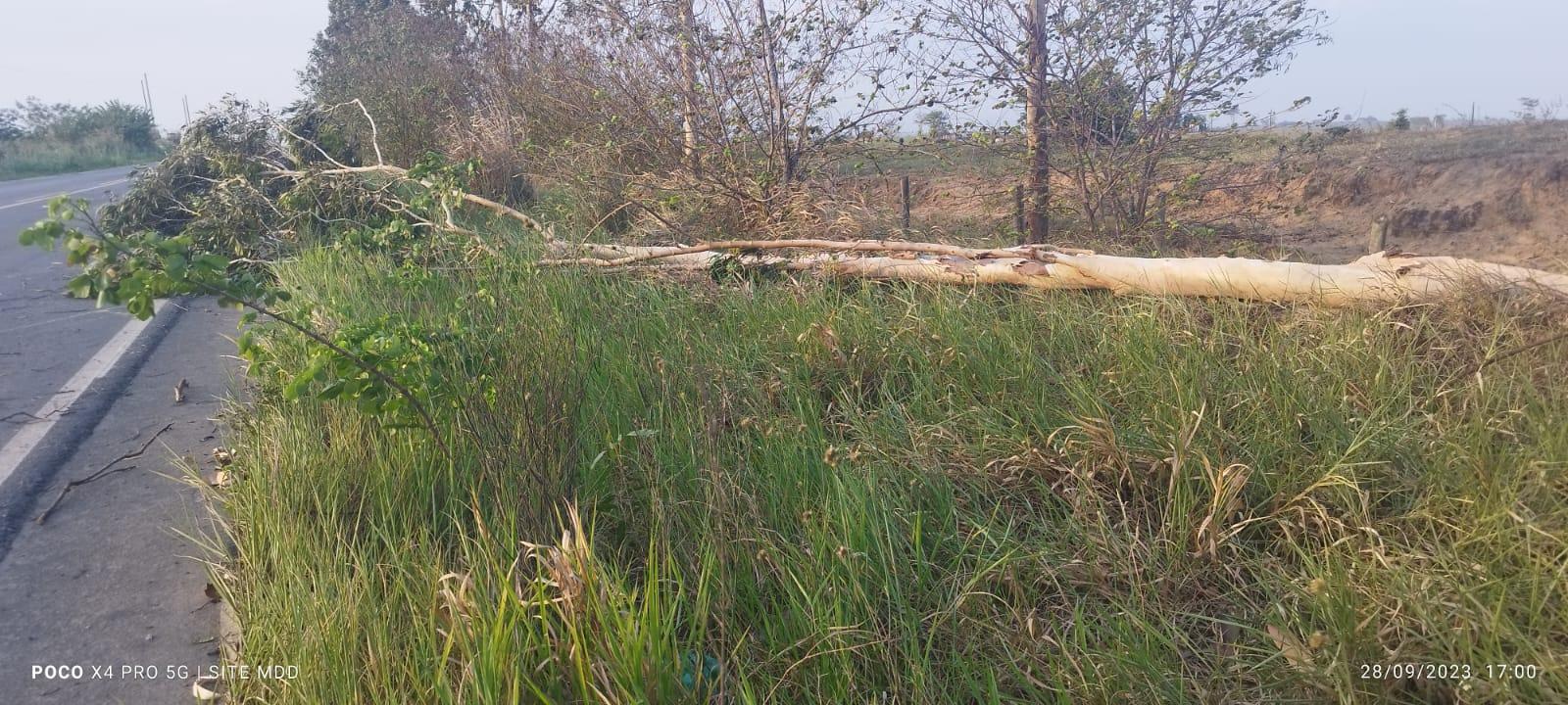 Queda de árvore provoca acidente na BA-290, próximo a Medeiros Neto