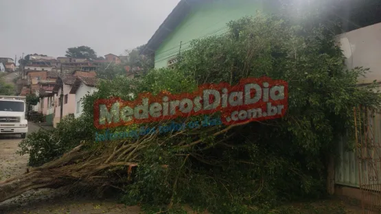 Vídeo: árvore cai durante chuva e atinge mototaxista e passageira em Medeiros Neto