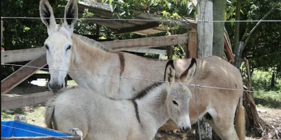 Animal símbolo do Nordeste, jumento pode ser extinto até 2022