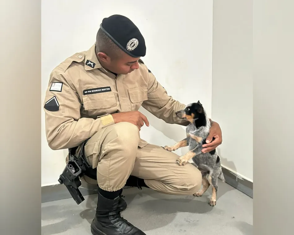 Após ocorrência de maus-tratos, soldado da PM adota cachorro vítima de agressões em Medeiros Neto