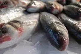 Bahia registra novos casos de doença que deixa ‘urina preta’ ao consumir peixe 