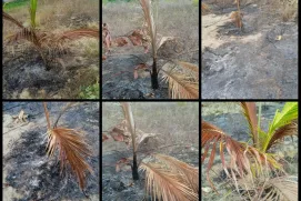 Criminosos ateiam fogo em dezenas de coqueiros na ilha de Medeiros Neto
