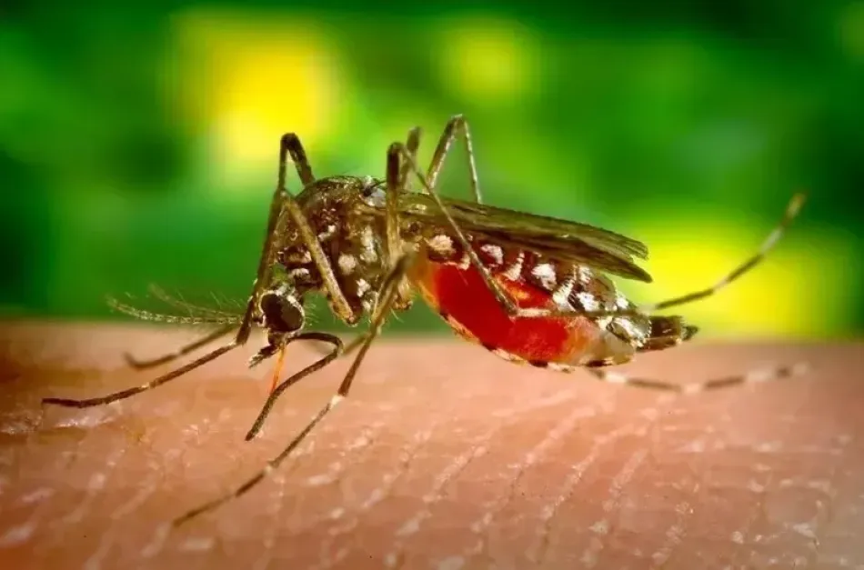 Dengue mata duas pessoas na Bahia e preocupa autoridades de saúde