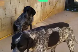 Desaparecimento de cadela mobiliza família em Vila Mutum 