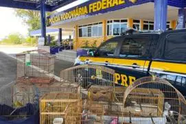 Em 2020, mais de 3.500 animais silvestres/exóticos foram resgatados nas estradas federais da Bahia