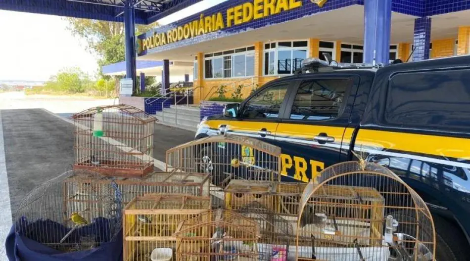 Em 2020, mais de 3.500 animais silvestres/exóticos foram resgatados nas estradas federais da Bahia