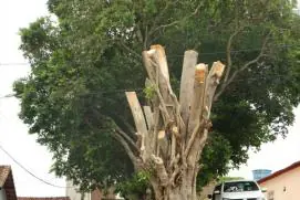 Corte de árvores deixa moradores revoltados em Medeiros Neto.