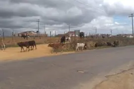 Medeiros: moradores reclamam de vacas soltas no condomínio Villa Bela e cobram providências