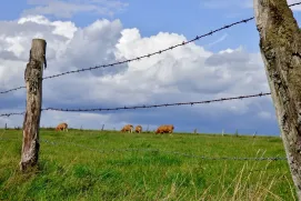 Medeiros Neto: proprietária de fazenda relata invasão e furto de bovino reprodutor