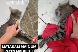 Moradora de Itanhém relata drama e indignação por envenenamento de gatos