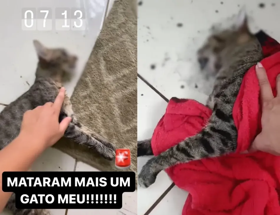 Moradora de Itanhém relata drama e indignação por envenenamento de gatos