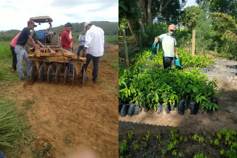 Secretaria de Agricultura de Itanhém já produziu mais 50 mil mudas para distribuição de graça. Veja como conseguir