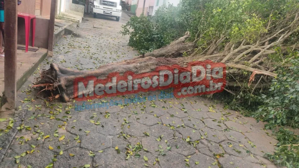 Vídeo: árvore cai durante chuva e atinge mototaxista e passageira em Medeiros Neto